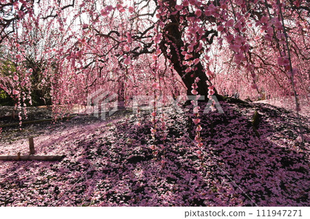 垂柳 垂柳 111947271