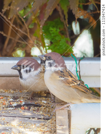 Vertical shot of a sparrow that came to the feeding area 111947414