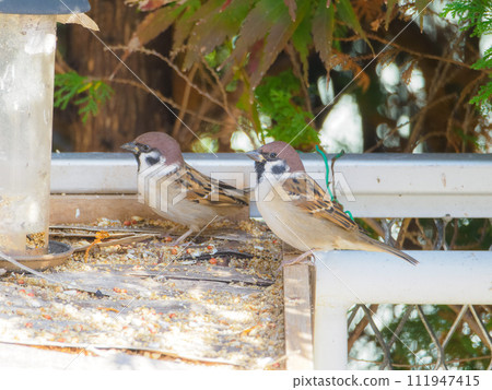 Close-up of a sparrow at the feeding area 111947415