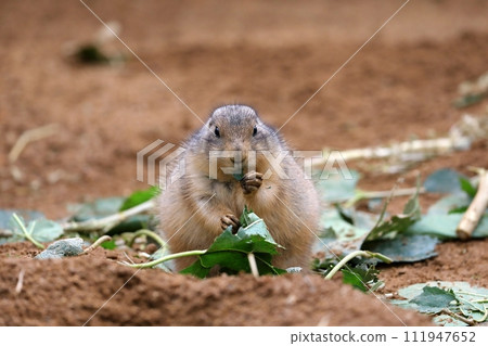 prairie dog eating leaves prairie dog eating leaves 111947652