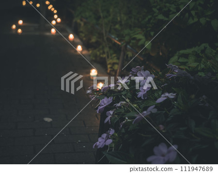 potted plants on candle street potted plants on candle street 111947689