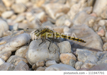Closeup on a female Southern skimmer dragonfly, Orthetrum brunneum, sitting on white stones at the riverside in sunny weather 111947701