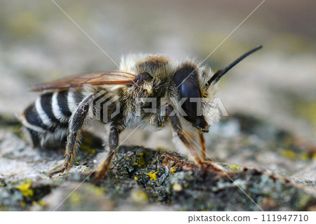 Closeup on a male White-sectioned leafcutter bee, Megachile albisecta 111947710