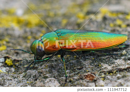 Closeup on a gorgeous metallic green to gold colored jewel beetl Closeup on a gorgeous metallic green to gold colored jewel beetl 111947712