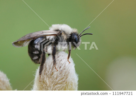 Closeup on a female Gray-backed mining bee, Andrena vaga, sitting on top of a Goat Willow catkin 111947721