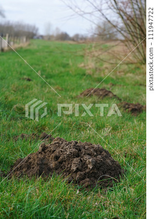 Vertical closeup on a heap of earth in a grassland, made by European mole, Talpa europaea 111947722