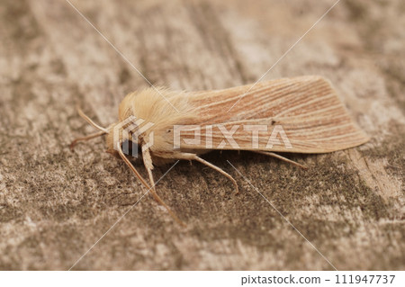 Closeup of the pale brown colored common wainscot moth, Mythimna pallens on a piece of wood Closeup of the pale brown colored common wainscot moth, Mythimna pallens on a piece of wood 111947737