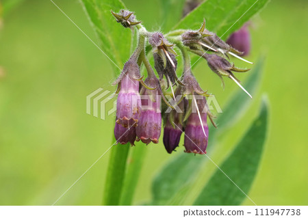 Closeup on the lila flower of the common Comfrey, Symphytum officinale, a medicinal plant Closeup on the lila flower of the common Comfrey, Symphytum officinale, a medicinal plant 111947738