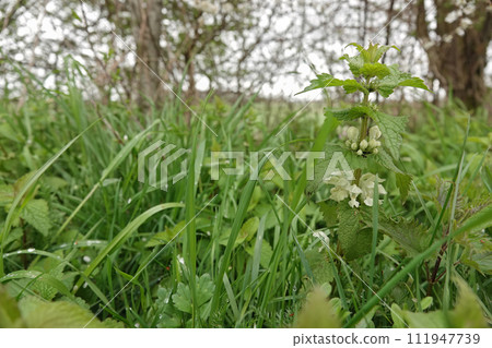 Closeup on a white flowering dead-nettle, Lamium album in a meadow Closeup on a white flowering dead-nettle, Lamium album in a meadow 111947739