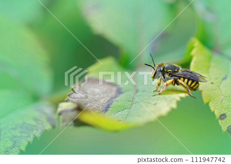 Natural closeup of a female European Wool carder bee Anthidium manicatum sitting on a green leaf in the garden 111947742