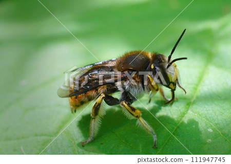 Closeup of a cute yellow banded European wool carder bee, Anthidium manicatum, sitting on a green leaf Closeup of a cute yellow banded European wool carder bee, Anthidium manicatum, sitting on a green leaf 111947745