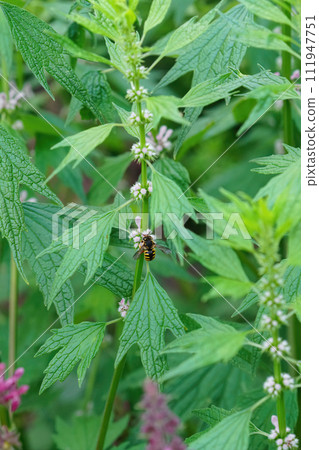 Closeup on a European woolcarder bee, Anthidium manicatum feeding on a flowering Leonurus cardiaca in the garden 111947751