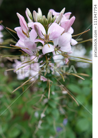 Vertical closeup on the pink flower of a spider flower or grandfather's whiskers plant, Cleome hassleriana Vertical closeup on the pink flower of a spider flower or grandfather's whiskers plant, Cleome hassleriana 111947754