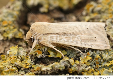 Closeup on the pale colored Southern Wainscot owlet moth, Mythimna straminea sitting on wood 111947766