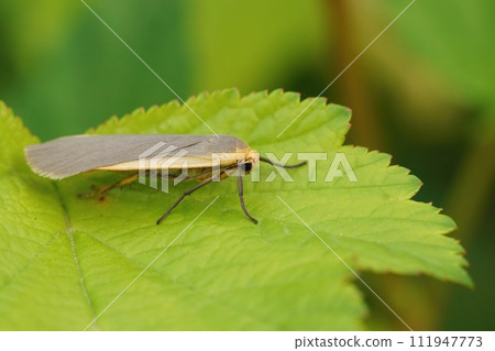 Closeup of a orange yellow, common footman moth, Eilema lurideola sitting on a green leaf 111947773