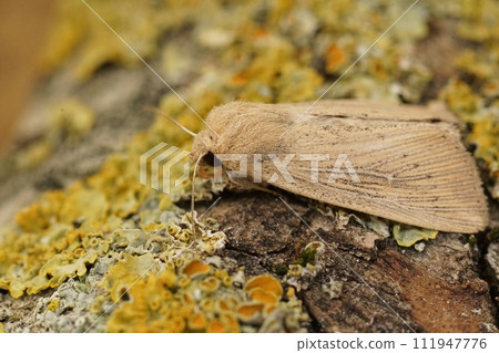 Closeup of the obscure wainscot moth, Leucania obsoleta sitting on wood in the garden 111947776