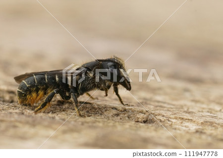 Detailed closeup on a female Large- headed armoured resin bee, Heriades truncorum sitting on a piece of wood 111947778