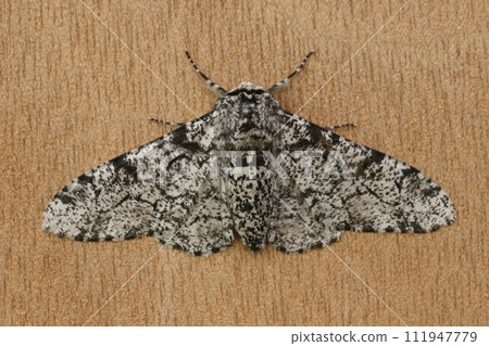 Closeup of the white speckled form of the peppered moth ,Biston betularia, with open wings on a piece of bark. Closeup of the white speckled form of the peppered moth ,Biston betularia, with open wings on a piece of bark. 111947779