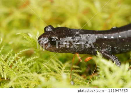 Closeup on a black adult of the endangered North-American Del Norte salamander, Plethodon elongatus on green moss 111947785