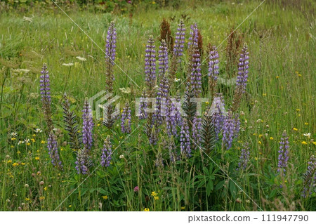 Colorful landscape view on an aggregation of blue flowering large-leaved lupines, Lupinus polyphyllus Colorful landscape view on an aggregation of blue flowering large-leaved lupines, Lupinus polyphyllus 111947790