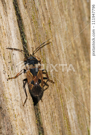 Closeup on an overwintering dirt-colored seed bug, Rhyparochromus vulgaris sitting on a pole in the springtime sunlight Closeup on an overwintering dirt-colored seed bug, Rhyparochromus vulgaris sitting on a pole in the springtime sunlight 111947796
