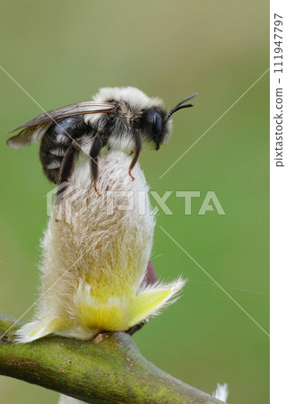 Vertical closeup on a female Gray-backed mining bee, Andrena vaga, sitting on top of a Goat Willow catkin Vertical closeup on a female Gray-backed mining bee, Andrena vaga, sitting on top of a Goat Willow catkin 111947797
