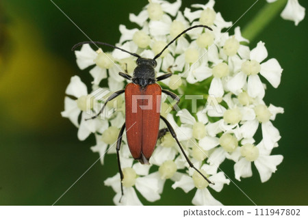 Natural closeup on the brilliant red Anastrangalia reyi, longhorn beetle on a white flower in the field Natural closeup on the brilliant red Anastrangalia reyi, longhorn beetle on a white flower in the field 111947802