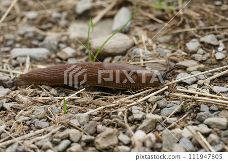 Closeup on a curious large red European slug, Arion rufus on a roadside after rain Closeup on a curious large red European slug, Arion rufus on a roadside after rain 111947805