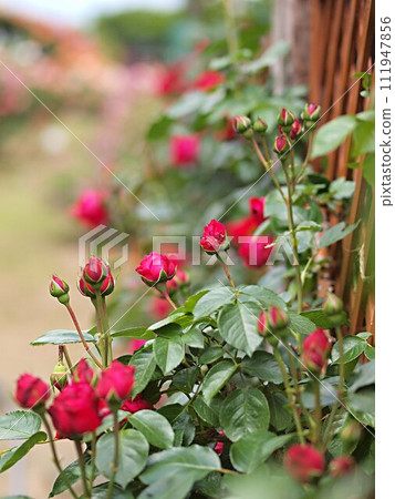 Red rose flower and copy space 111947856