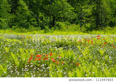 Early summer piece moor 111947983