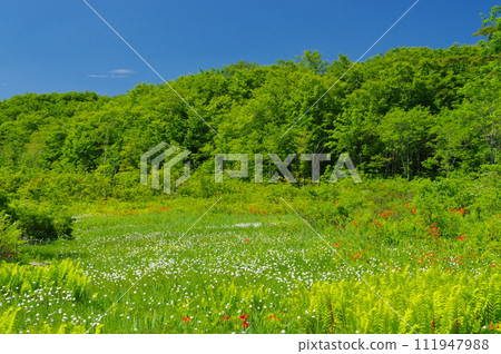 初夏的一塊沼澤 111947988