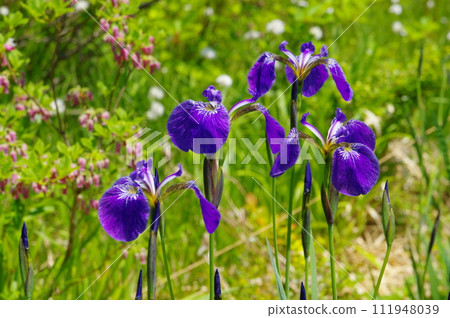 Iris of Komadome Wetland Iris of Komadome Wetland 111948039