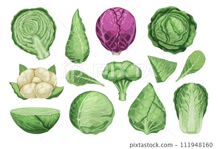 Cartoon different cabbage. Fresh organic vegetable brussels sprouts, healthy vegetarian food icons, raw cabbage and sprouts. Vector isolated set Cartoon different cabbage. Fresh organic vegetable brussels sprouts, healthy vegetarian food icons, raw cabbage and sprouts. Vector isolated set 111948160