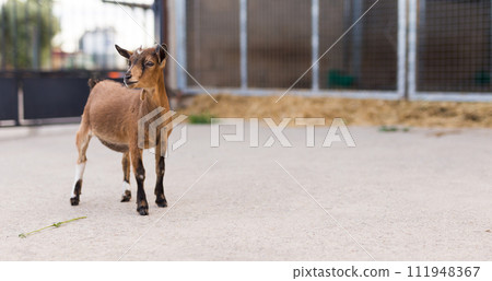 Little goat walking on the farm Little goat walking on the farm 111948367