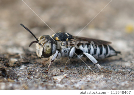 Closeup on a Mediterranean Silver sharptail cuckoo bee, Coelioxys argenteus sitting on wood 111948407