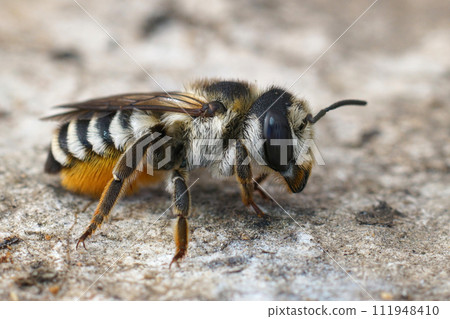 Closeup on a colorful hairy female Mediterranean White-sectioned leafcutter solitary bee, Megachile albisecta Closeup on a colorful hairy female Mediterranean White-sectioned leafcutter solitary bee, Megachile albisecta 111948410
