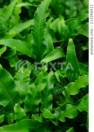 Closeup on the fresh green foliage of the indoor hart's -tongue fern, Phylitis scolopendrium 111948411
