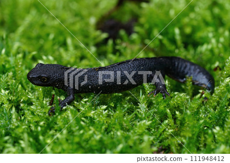 Closeup on a dark colored male European alpine newt, Ichthyosaura alpestris sitting on green moss 111948412