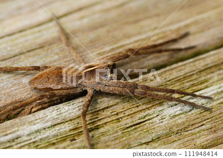 Vertical closeup ona Nursery web spider , Pisaura mirabilis sitting on a pole 111948414