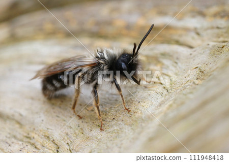 Closeup on a male Grey-backed mining bee, Andrena vaga infected with a Stylops ater parasite making it emerge too soon in the season Closeup on a male Grey-backed mining bee, Andrena vaga infected with a Stylops ater parasite making it emerge too soon in the season 111948418