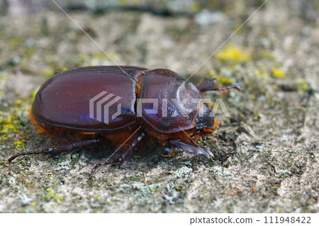 Closeup on a female of the rare European rhinoceros beetle, Oryctes nasicornis Closeup on a female of the rare European rhinoceros beetle, Oryctes nasicornis 111948422