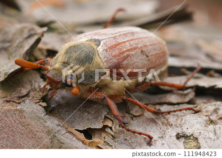 Detailed closeup on a Maybeetle or Maybug, Melolontha melolontha sitting on wood Detailed closeup on a Maybeetle or Maybug, Melolontha melolontha sitting on wood 111948423