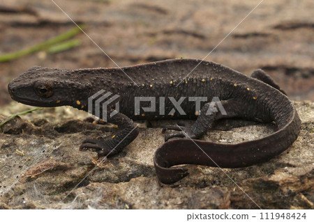 Closeup on a terrestrial, dark ,adult, male Chinese warty newt, Paramesotriton chinensis 111948424