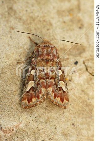 Closeup on a Pine Beauty owlet moth, Panolis flammea Closeup on a Pine Beauty owlet moth, Panolis flammea 111948428