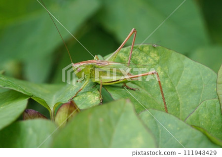Closeup on an upland green bush-cricket, Tettigonia cantans sitting in vegetation 111948429