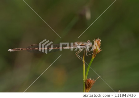Closeup on the Common winter damselfly, Sympecma fusca perched in the vegetation Closeup on the Common winter damselfly, Sympecma fusca perched in the vegetation 111948430