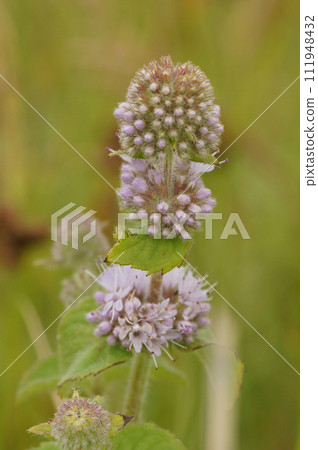 Vertical closeup on a purple flowering Watermint wildflower, Mentha aquatica 111948432