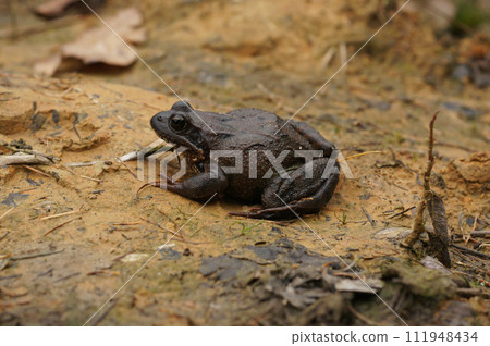 Closeup on a common European brown frog, Rana temporaria 111948434