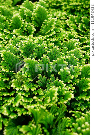 Vertical closeup on the fresh green leaves of Variegated or Martenss spike moss, Selaginella martensii Vertical closeup on the fresh green leaves of Variegated or Martenss spike moss, Selaginella martensii 111948438