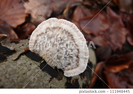 Closeup on the white colored Hairy bracket mushroom, Trametes hirsuta growing on a dead log Closeup on the white colored Hairy bracket mushroom, Trametes hirsuta growing on a dead log 111948445